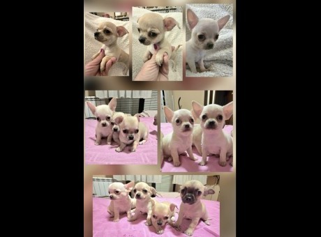 1  chihuahuab0526.jpg